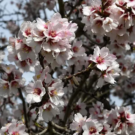 Ferienhaus Ronyhome *