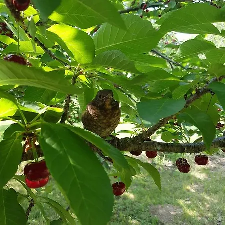 Ronyhome בית נופש *