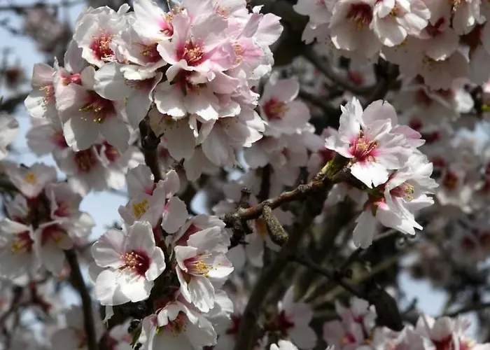 בית נופש Ronyhome *